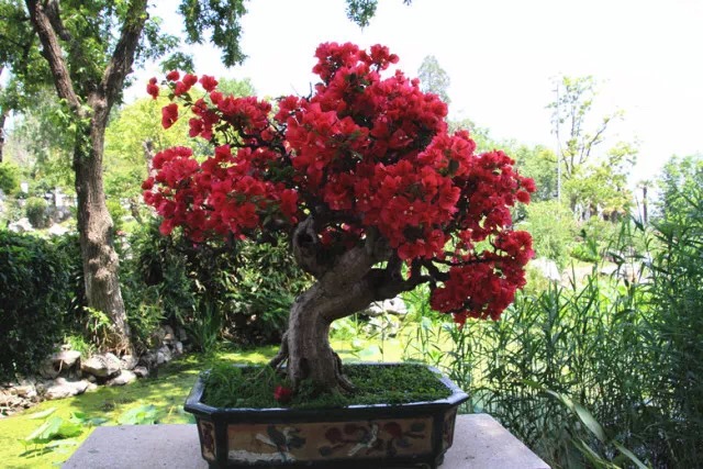 精品三角梅盆景直播间第一名 ztLz-hcqccin7756066.jpg