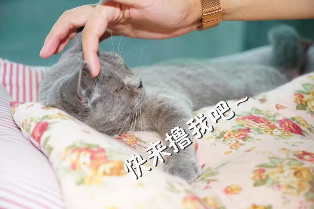 夭寿啦!这些猫猫狗狗都