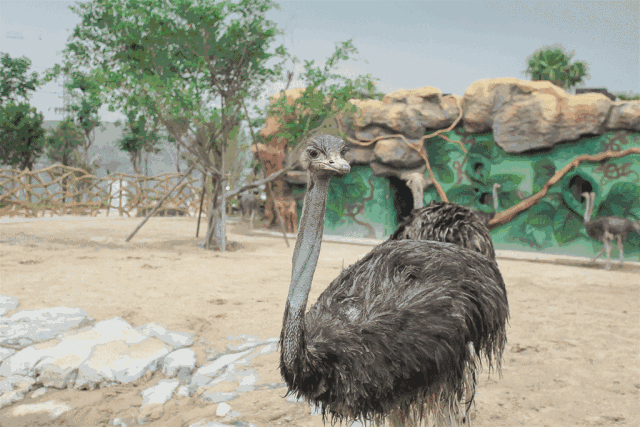 福建永鸿野生动物世界开园倒计时!福清宝贝们暑假又一