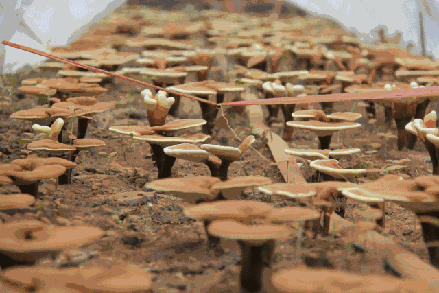 蔬菜你摘过,蘑菇呢?解锁你从未接触过的菌菇乐园