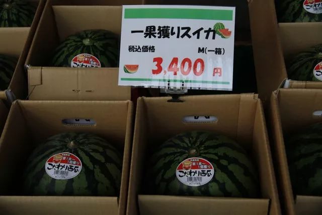 在日本,西瓜算是“奢侈品”。去别人家做客买个西瓜的话,绝对算是“厚礼”了。