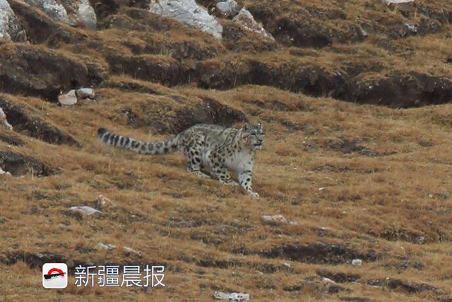 新疆七旬攝影師潛伏18天拍到雪豹獵巖羊群 新聞 第8張