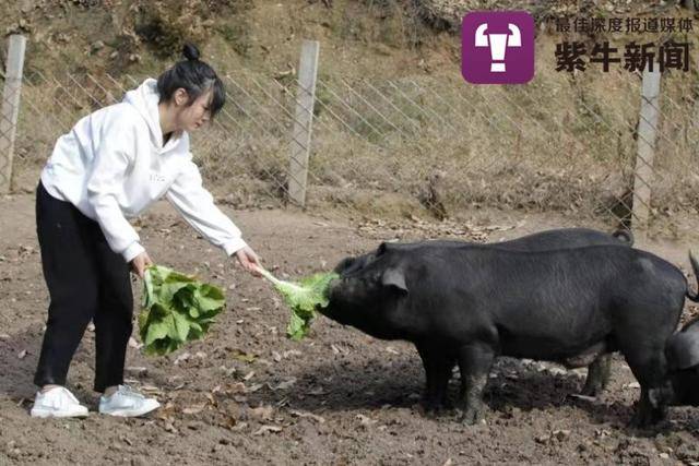  张志远在养殖场喂黑猪