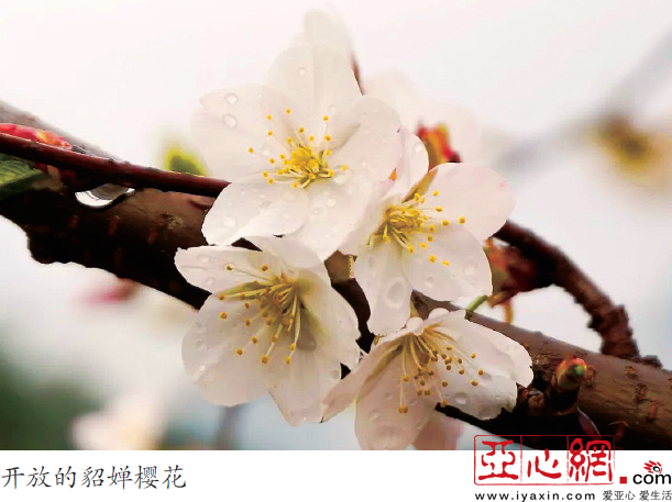 新疆首家樱花主题景区开门迎客