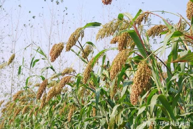 中美贸易战导致被退货的美国高粱哪里去了?美