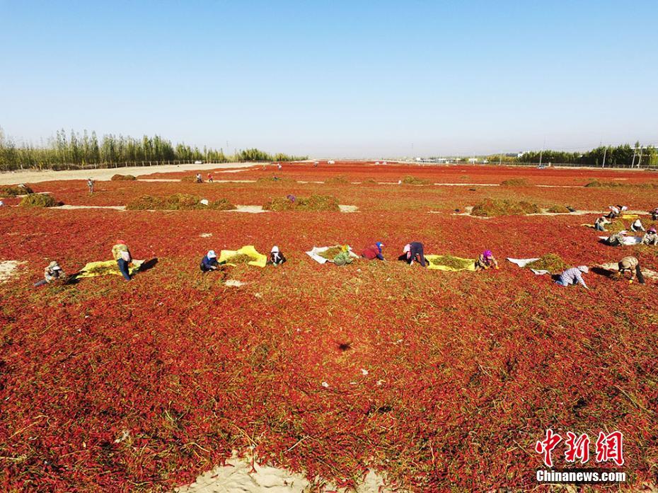 美国大师赛连特朗普也关注！盛赞伍兹打得太好了