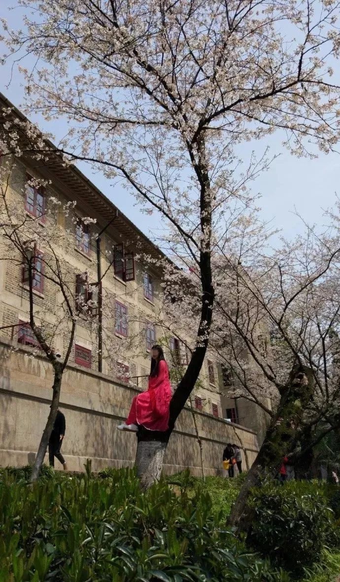 樱花节变“樱花劫”，武汉大学彻底怒了!