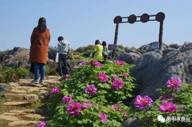 衡阳常宁800米高峰岩山顶石缝蹦出牡丹花