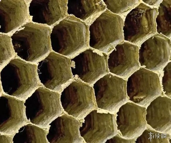 肌肉组织像无数根橡皮筋!显微镜下的人体竟是这样的