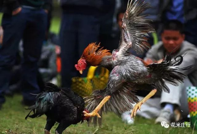 直播预告 | 千万和春住!春风荡漾油菜花田