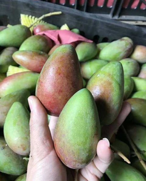贵妃芒、大青芒、澳芒陆续上市,哪一个才是你