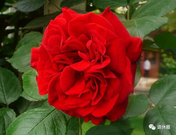 太全了!100种花的花语,简直美炸天~