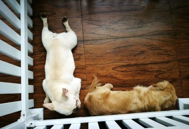 夭寿啦!这些猫猫狗狗都