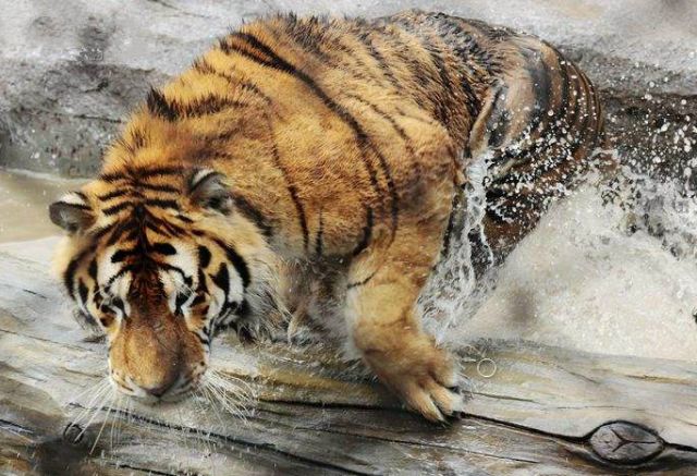 送送送!500 张门票免费送!海都萌宠嘉年华&