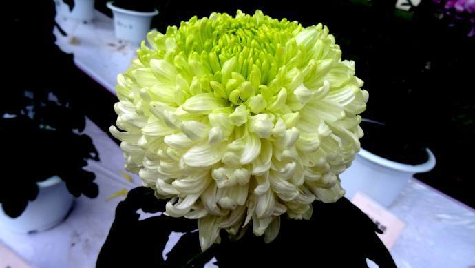 喜欢菊花,首选"十大名菊"绿牡丹,绿如新翠,国色天香!