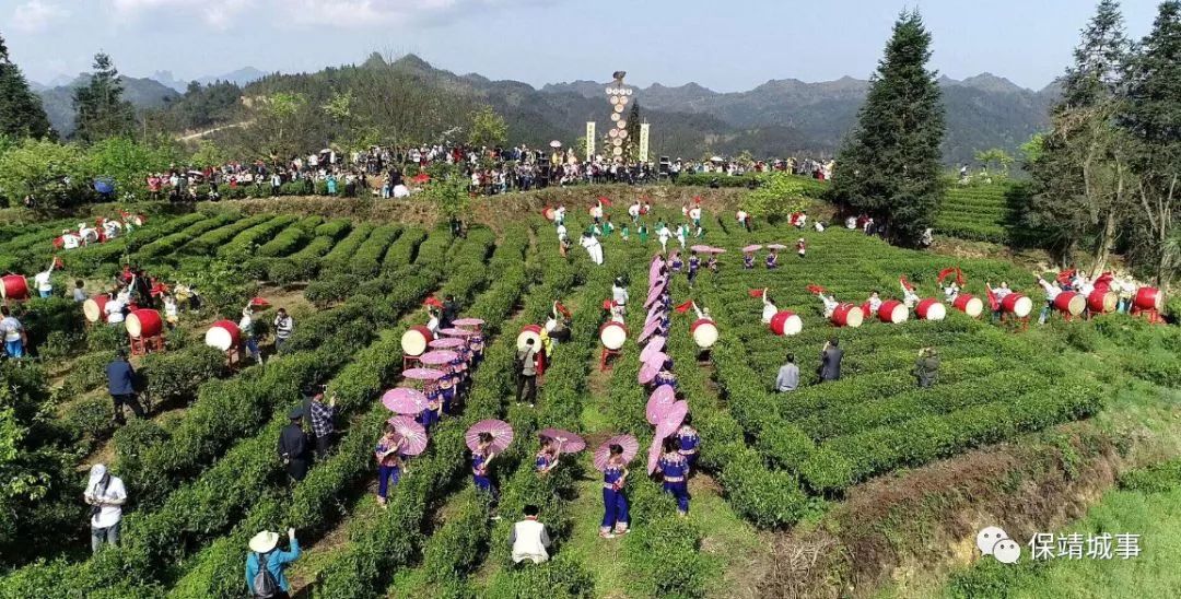 新茶王诞生，保靖黄金茶今年到底有多火?!
