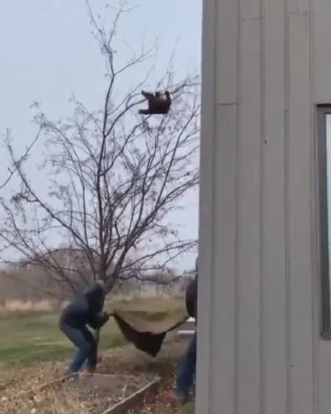 光头强追赶熊二 最后还得熊二救他 为您推荐: 熊本熊流浪记:熊大最终