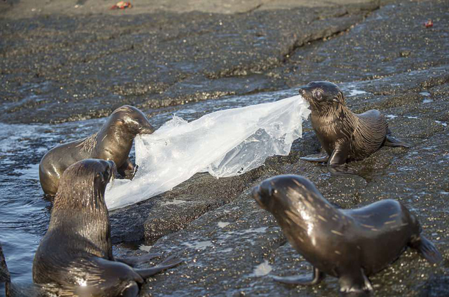 厄瓜多尔海豹捡到塑料垃圾当玩具 玩起拔河游