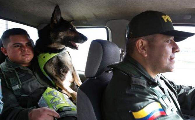 恨之入骨！贩毒集团悬赏近50万捉拿明星警犬