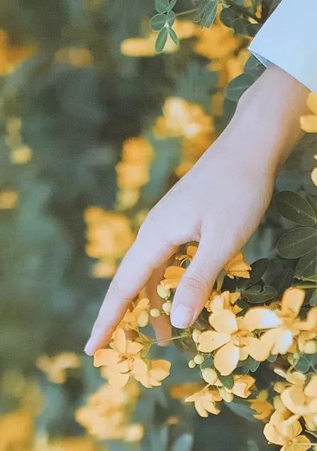 岁月里,走着走着花就开了