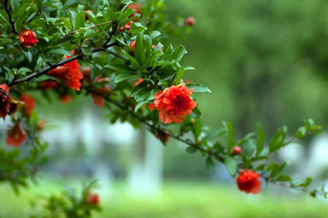 绿叶绽放第二季什么时候播 o86t-hawmaua0430819.jpg