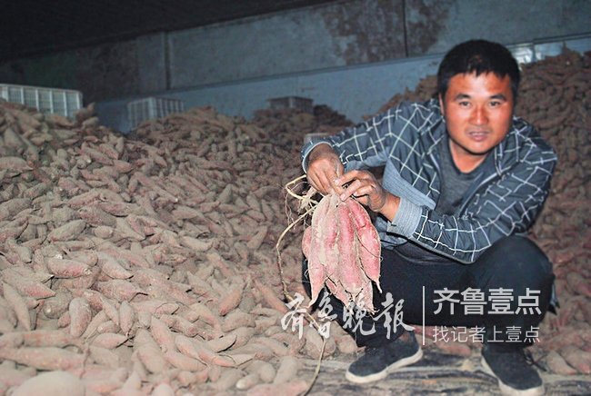 山东曹县：“地瓜哥”返乡创业，培育出红薯新品种
