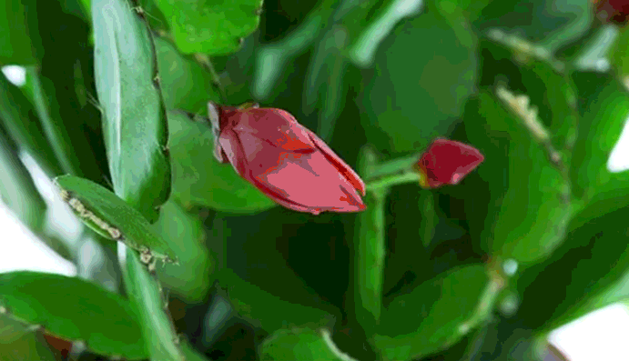 你的仙人掌小胖团已上线!收下这份圣诞限量版