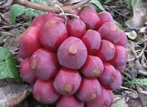 罕见水果种类大全图片