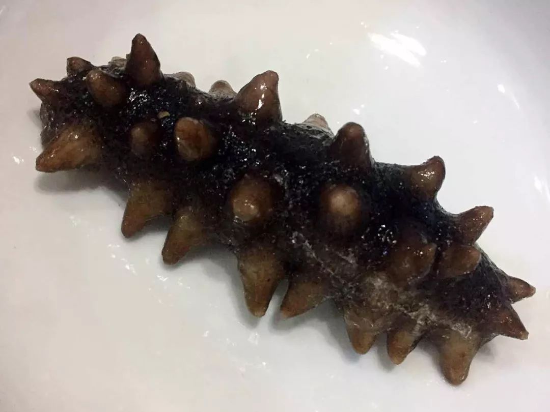 海参一年四季都可吃?拒绝吃亏!半岛优选即食