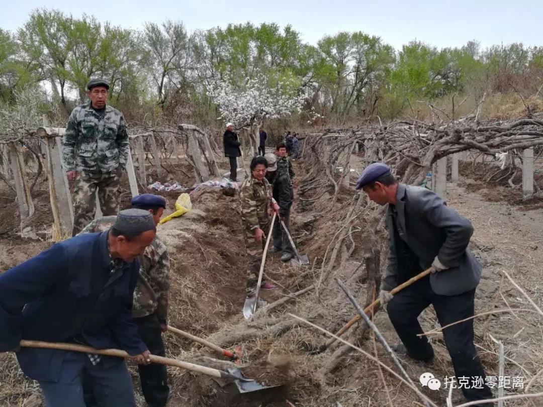 新疆托克逊县:互助劳动暖民心