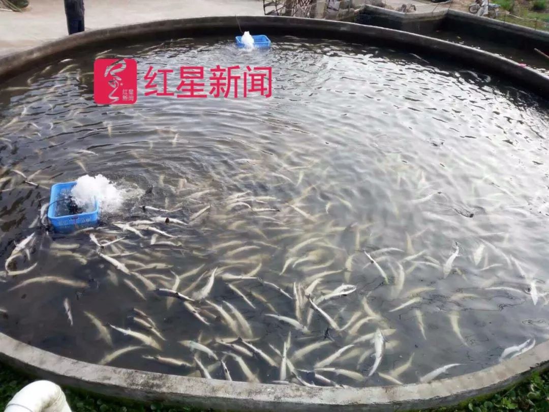 ▲和平县浰源镇洪浰村双卡水又发生一起鲟鱼中毒事件    受访者供图 