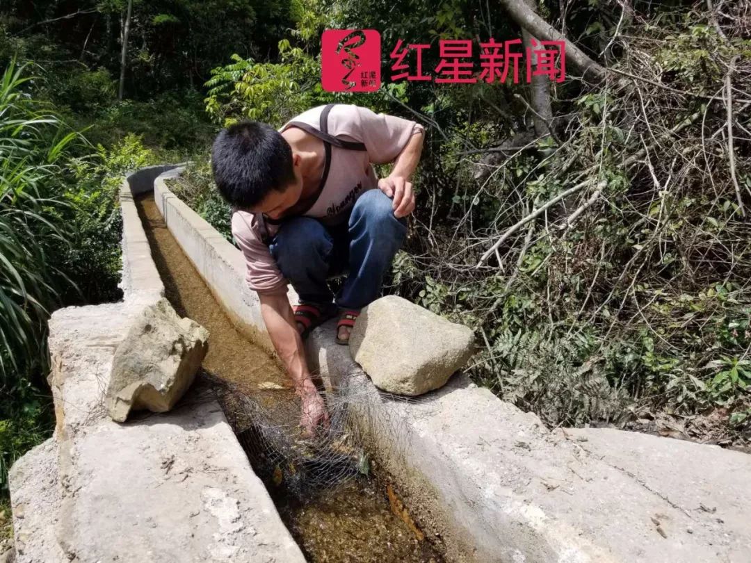 　▲邹桂焕在清理掉落在水渠里的树叶    图片来源：红星新闻
