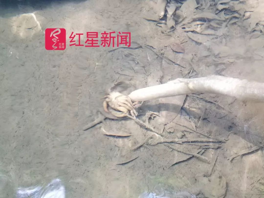 ▲用来蓄水的水坝里可看见一些死鱼、死蟹及死蚯蚓   图片来源：红星新闻