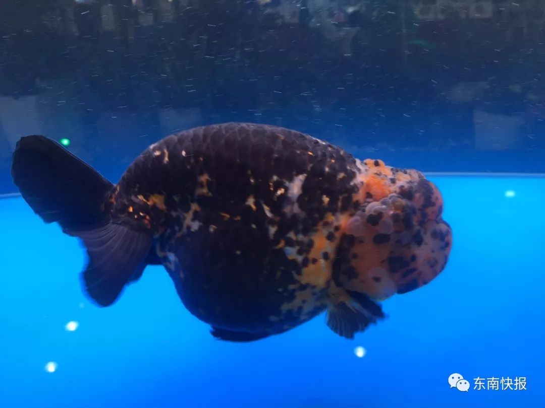 下不了口!超100公斤的鱼丸王、2500元一公斤