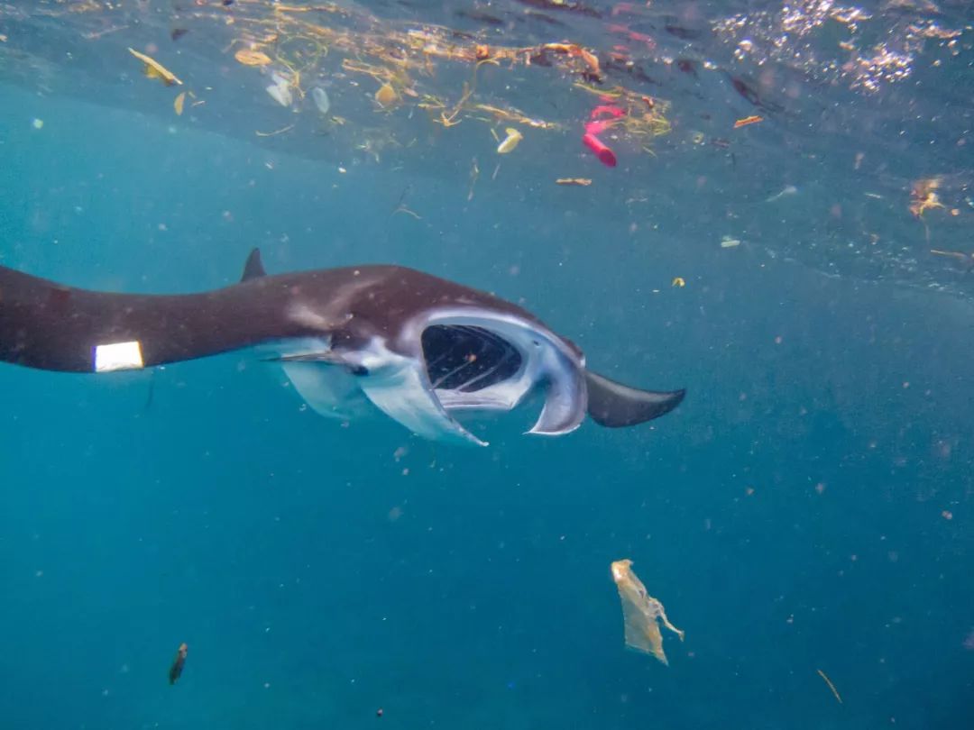 海洋生物的生存环境被塑料垃圾破坏,多少可爱的小动物就这样承担着