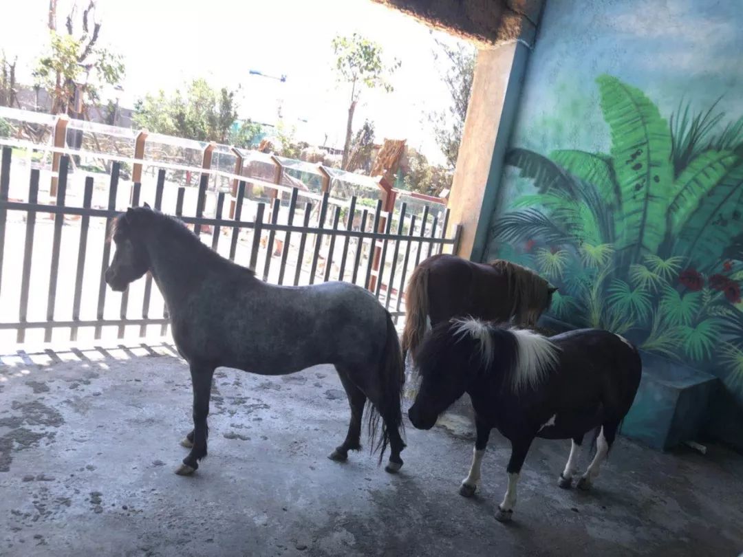 送送送!500 张门票免费送!海都萌宠嘉年华&