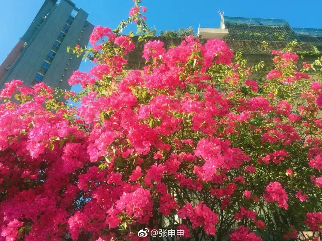 图集广州满城粉色异木棉开花一日三次变色