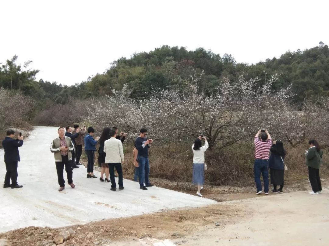 美爆了!普宁后溪乡梅花已经开了!你还不来吗?