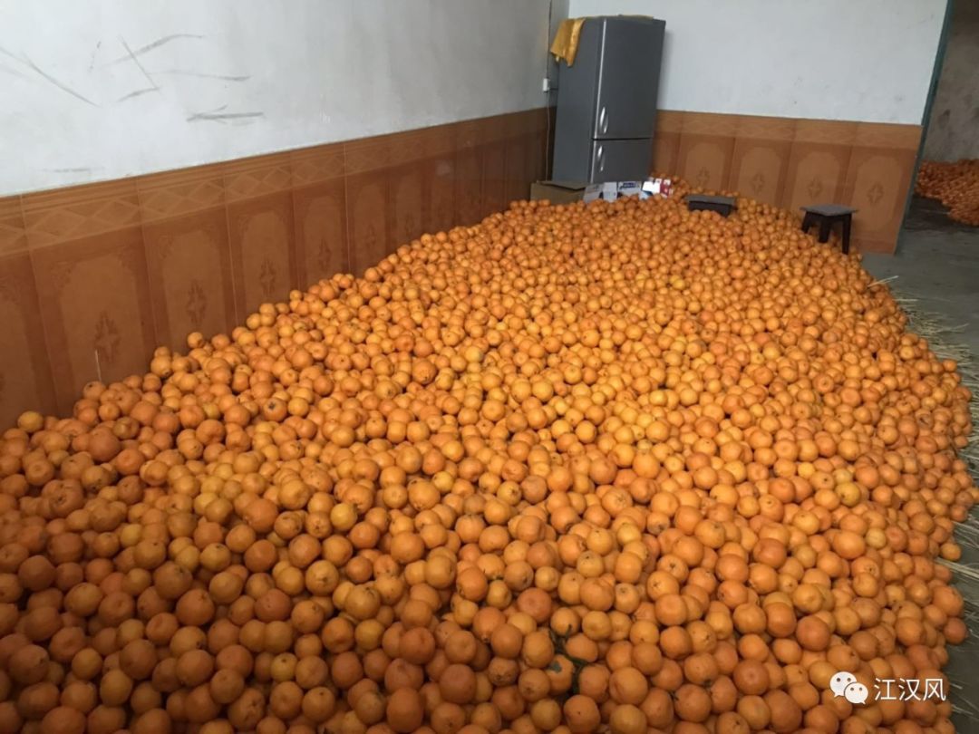 急!松滋刘家场30多万斤柑橘滞销