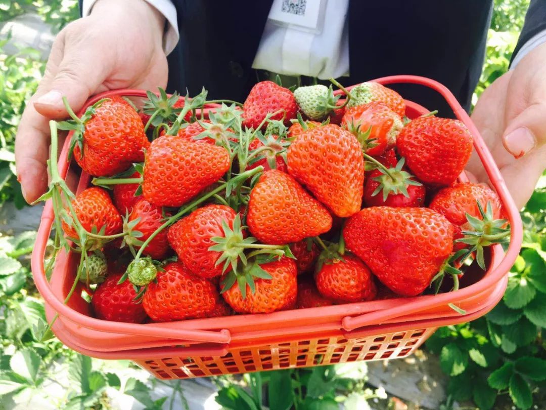 草莓采摘白天摘草莓的手草莓园摘草莓摄影图配图高清摄影大图-千库网