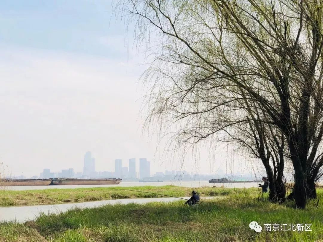 看樱花不用去鸡鸣寺，江北这片樱花林惊艳全南京！