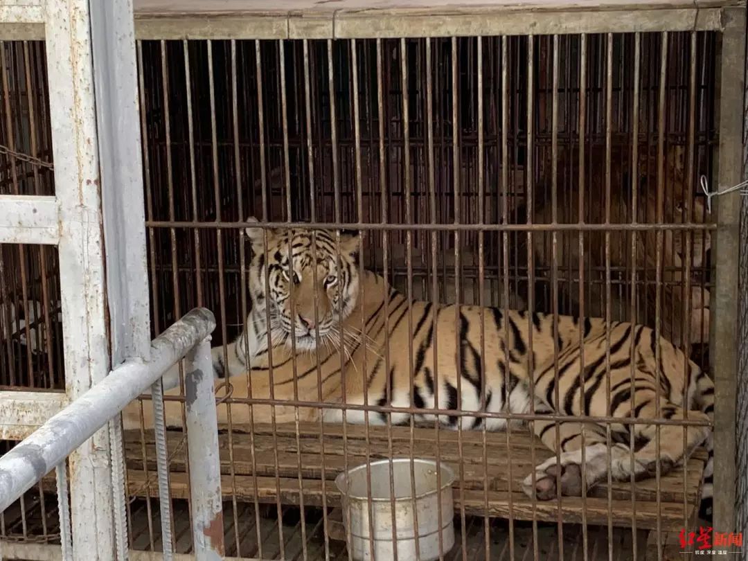一个老虎被关在笼子里猜成语_被关在笼子里的老虎(3)