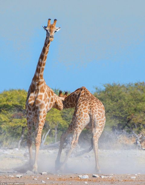 非洲大草原两只长颈鹿打架斗殴,周边动物还凑热闹围观