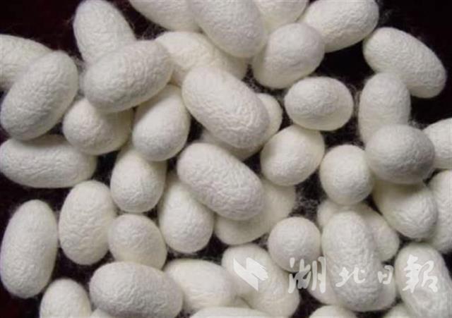 历时十年选育 鄂蚕宝宝添新成员邀您给它取中