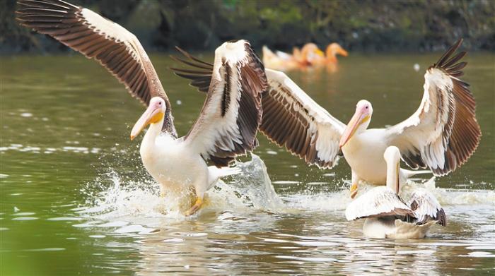 海南：“明星”候鸟曼妙身姿（最新发布）