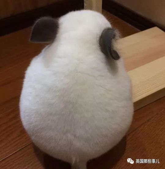 靠屁股出道,凭背影走红的小龙猫,360度无死角全是萌点哇,想捏