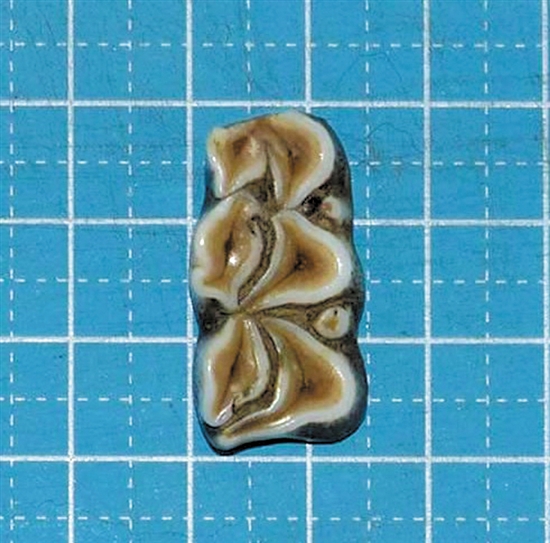 动物园官方晒图:猜猜这是什么?