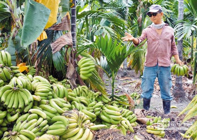 台湾香蕉价格惨跌 港媒:恐重挫民进党年底选情