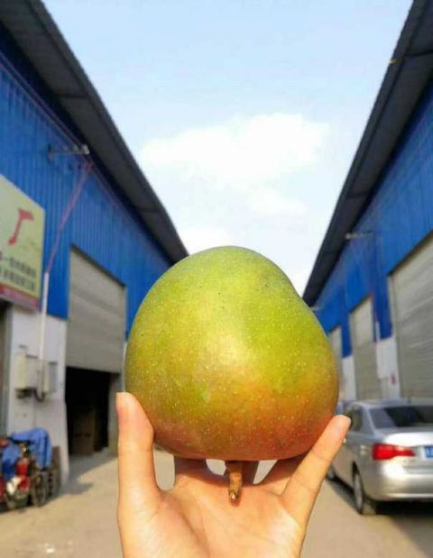 贵妃芒、大青芒、澳芒陆续上市,哪一个才是你