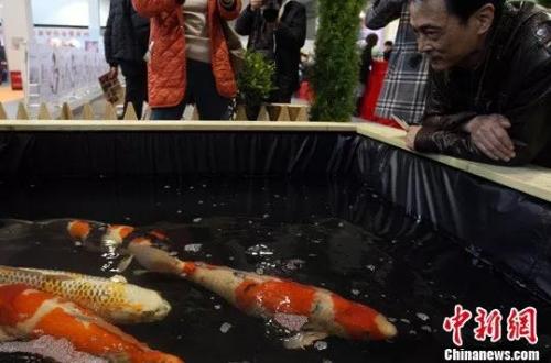 资料图:锦鲤。中新社发 汤彦俊 摄
